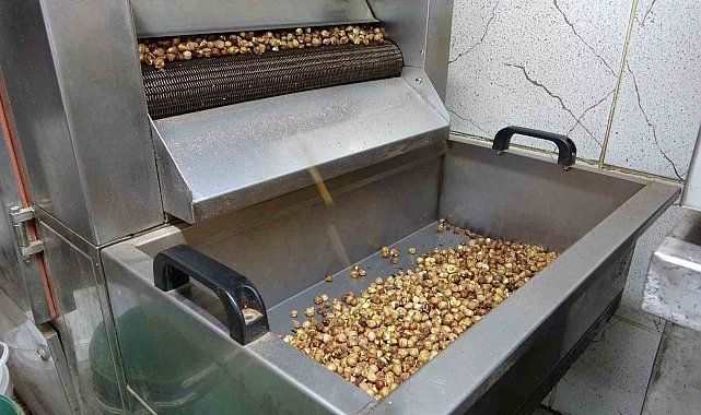 Karadeniz'de fındık hasadı tamamlandı: Üretici kırma ve kavurma işini artık işletmelere bırakıyor