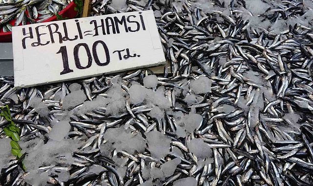 Karadeniz'de hamsi bereketi sürüyor