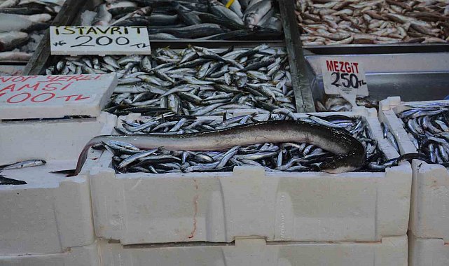 Karadeniz'de nadir görülen yılan balığı yakalandı