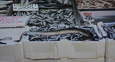 Karadeniz'de nadir görülen yılan balığı yakalandı