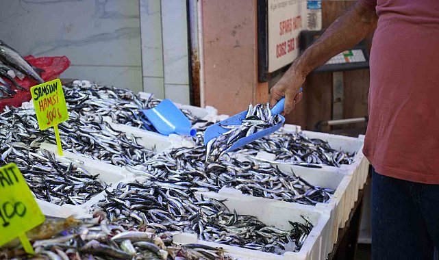 Karadeniz'in incisi hamsi tezgahlarda: Ne alırsan 100 TL