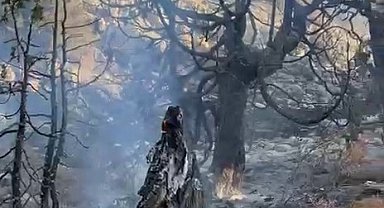 Karaman'da çıkan örtü yangını ağaçlık alana sıçradı