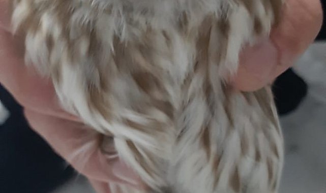 Karapınar'da bulunan yaralı baykuş koruma altına alındı