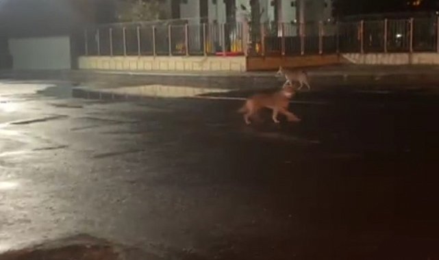 Kars'ta kurtlar şehir merkezine indi