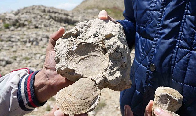 Kastamonu-Çankırı sınırındaki 2 bin 587 rakımlı dağın zirvesinde deniz fosilleri bulundu
