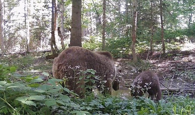 Kastamonu'da anne ayı ve yavrusu, su içerken fotokapana yakalandı