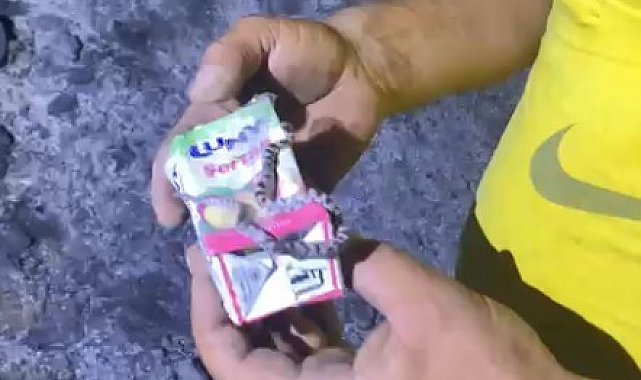 Kastamonu'da küle dönen ormanda sağ bulunan yavru yılan görenleri şaşırttı