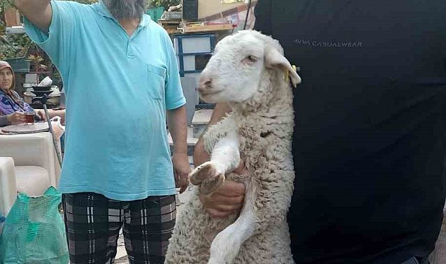 Kaybolan kuzuyu 2 gün misafir edip sahibine ulaştırdı