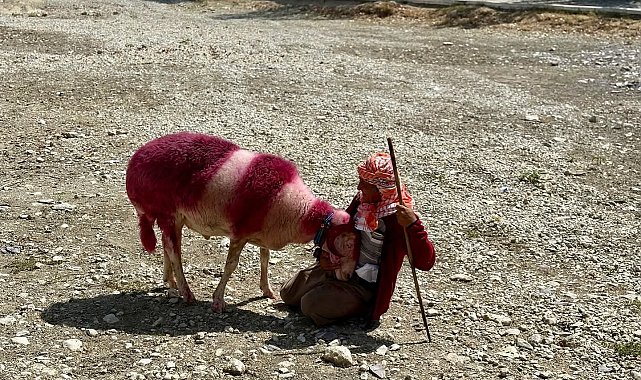 Kınalı koyunlar suya değil, kurumuş toprağa atladı