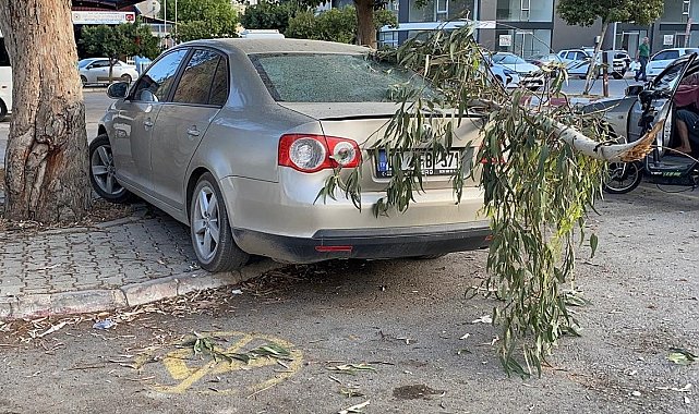 Kırılan ağaç dalı otomobile zarar verdi
