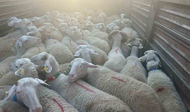 Kırklareli'nde 57 kaçak hayvan yakalandı