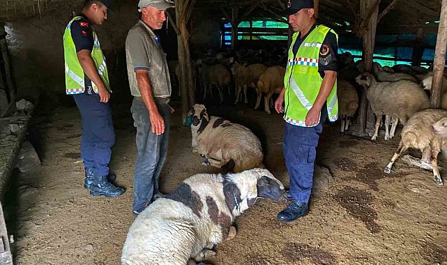 Kırşehir'de kayıp küçükbaş hayvanlar bulundu