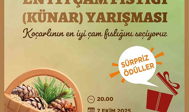 Koçarlı'da çam fıstığının en iyisi seçilecek