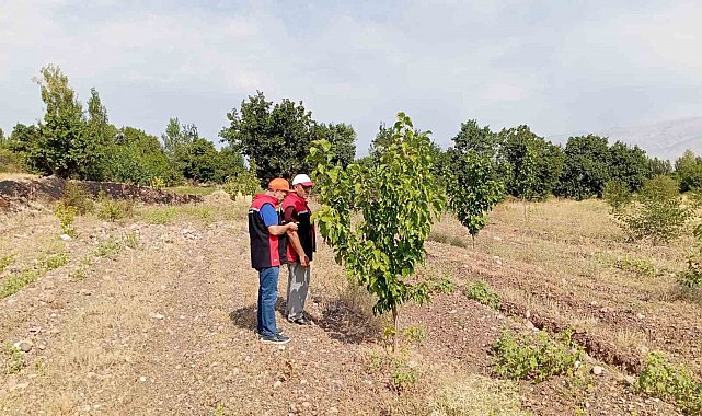 Konakbaşı köyündeki dut bahçesinde hastalık ve zararlı kontrolleri yapıldı