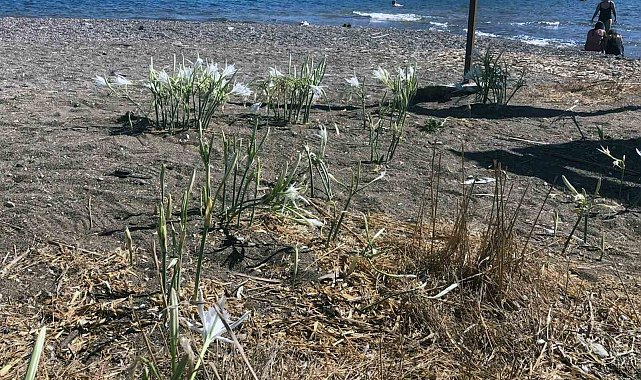 Koparmanın cezasını duyanlar yanından geçmiyor