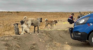 Köpeği öldürülen sahibinin yanından ayrılmadı