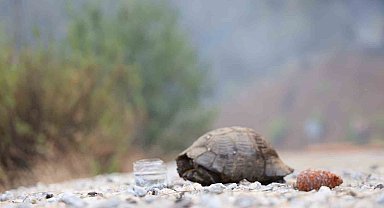 Köyceğiz'de dağ taş yandı, yangından kurtulan hayvanlar ateşsiz alan aradı
