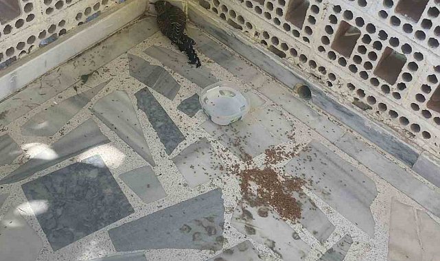 Kulu'da yaralı ebabil kuşuna şefkat eli