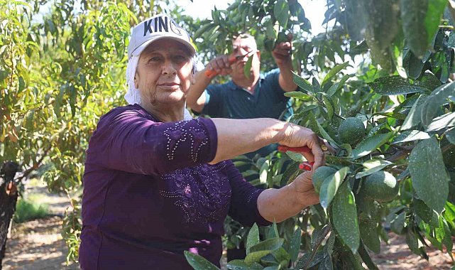 Kuraklığın rekolteyi etkilediği erkenci mandalina, tarladan 30 TL ile 40 TL arasından alıcı buluyor