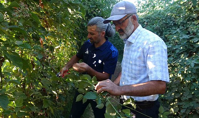 Malatya'da bitkisel üretim çeşitliliğinde üzümsü meyvelerin üretimi yaygınlaşıyor