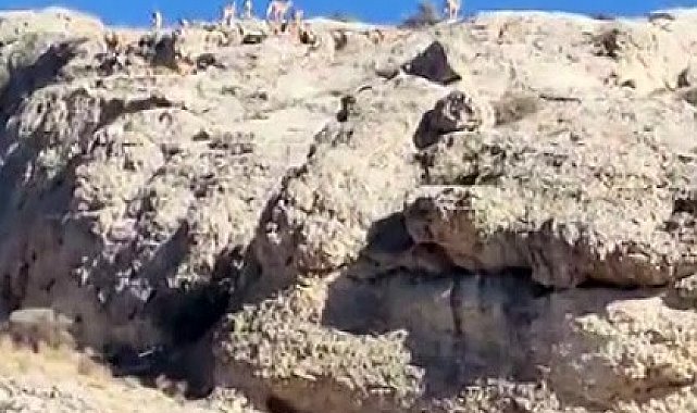 Malatya'da dağlık alanda yaban keçisi sürüsü görüntülendi
