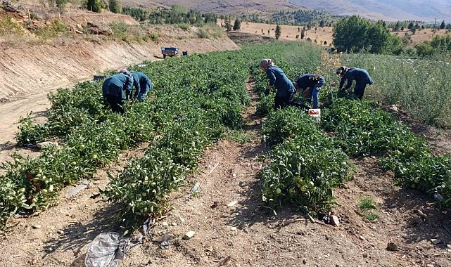 Malatya'da Kadın Kooperatifinden organik domates hasadı