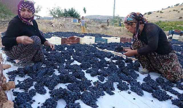 Malatya'da kilosu 500 TL'den alıcı bulan kuru üzüm yüz güldürüyor