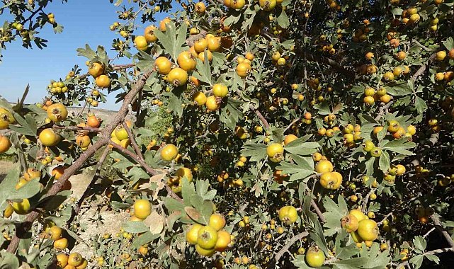 Malatya'da şifa deposu alıçta hasat zamanı