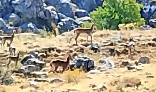 Malatya'da sürü halindeki yaban keçileri görüntülendi