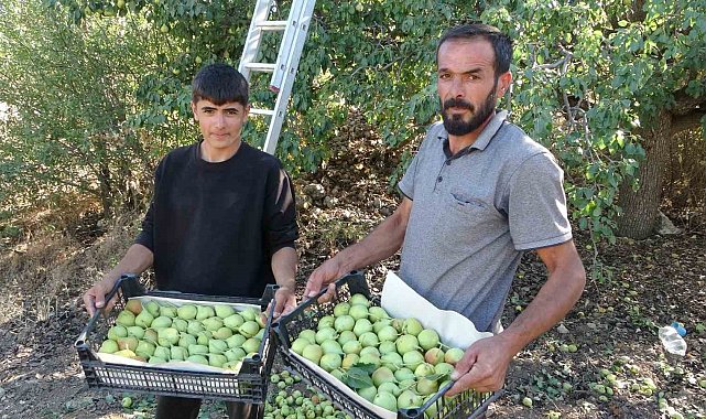 Malatya'da tescilli Akçadağ armudu hasadı başladı: Kilosu 70 TL'den alıcı buluyor