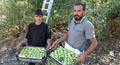 Malatya'da tescilli Akçadağ armudu hasadı başladı: Kilosu 70 TL'den alıcı buluyor