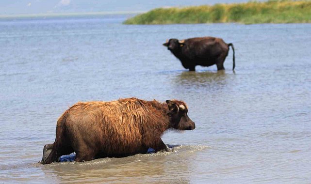 Manda sayısı son 5 yılda yüzde 16 azaldı