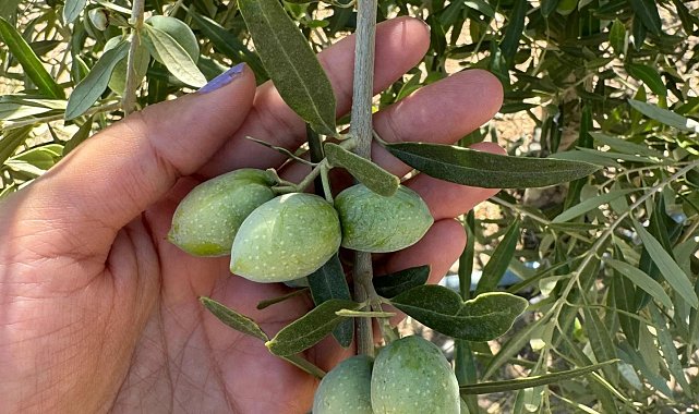 Manisa'da zeytinde rekolte çalışmaları başladı