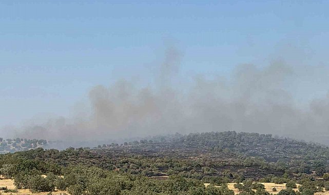 Mardin'de yangına müdahale eden ekipler kaplumbağalara su verdi