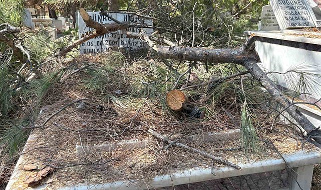 Mezarlıkta budanan ağaçlar kabirlere zarar verdi