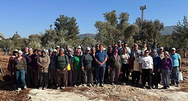 Milas'ta 151 zeytin ağacı doğal saksı yöntemiyle yeni yerlerine taşındı