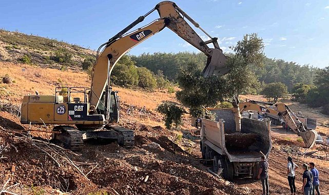 Milas'ta zeytin ağaçları taşınarak yaşatılıyor
