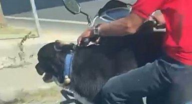 Motosiklet üzerinde köpekle ilerledi: Bakırköy'de tehlikeli yolculuk kamerada