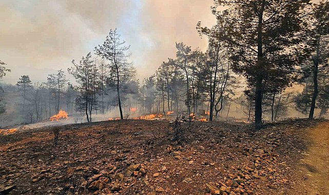 Muğla Büyükşehir İtfaiyesi Milas ve Köyceğiz'de alevlerle mücadele ediyor