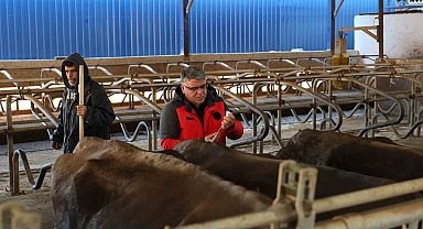 Muğla'da 240 bin hayvan şap aşısı olacak