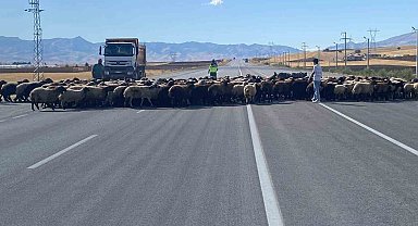 Muş'ta 'Güvenli Hayvan Geçişleri Projesi' uygulandı