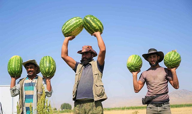 Muş'ta karpuz hasadından 2 milyar liralık gelir bekleniyor