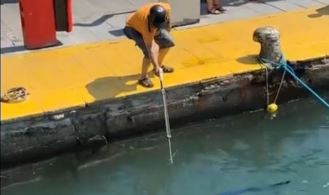 Nesli tehlike altındaki balığı limanda zıpkınla vurdular