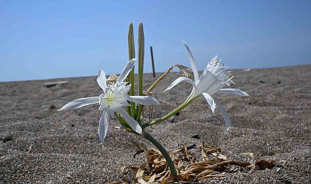 Nesli tükenmekte olan kum zambaklarını koparmanın cezası dudak uçuklatıyor