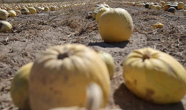 Nevşehir'de kabak çekirdeği hasadı başladı