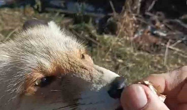 Oflu Süleyman amcanın tilki ile dostluğu