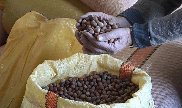 Ordu'da serbest piyasada fındık fiyatları 300 liraya ulaştı