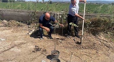 Orman yangınlarında kaybedilen her ağaç yerine 10 fidan