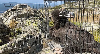Ormanda hasta bulunan kara akbaba tedavi edildi