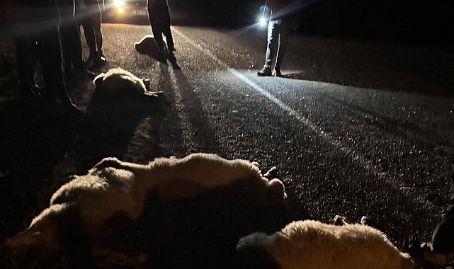 Otomobilin çarptığı 11 hayvan telef oldu